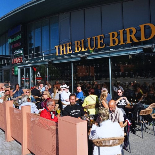 Blue Bird 4